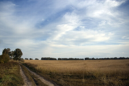 Пшеничное поле
