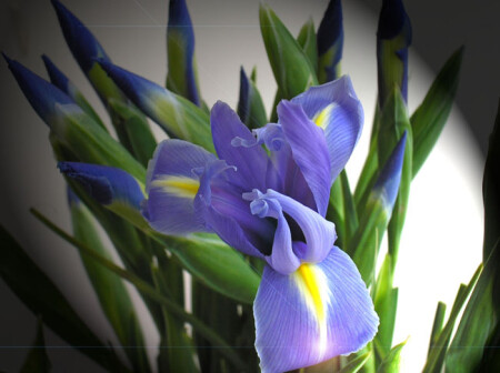 ирисы
