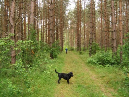 лесная дорога