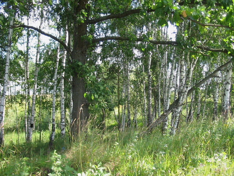 Березовая роща
