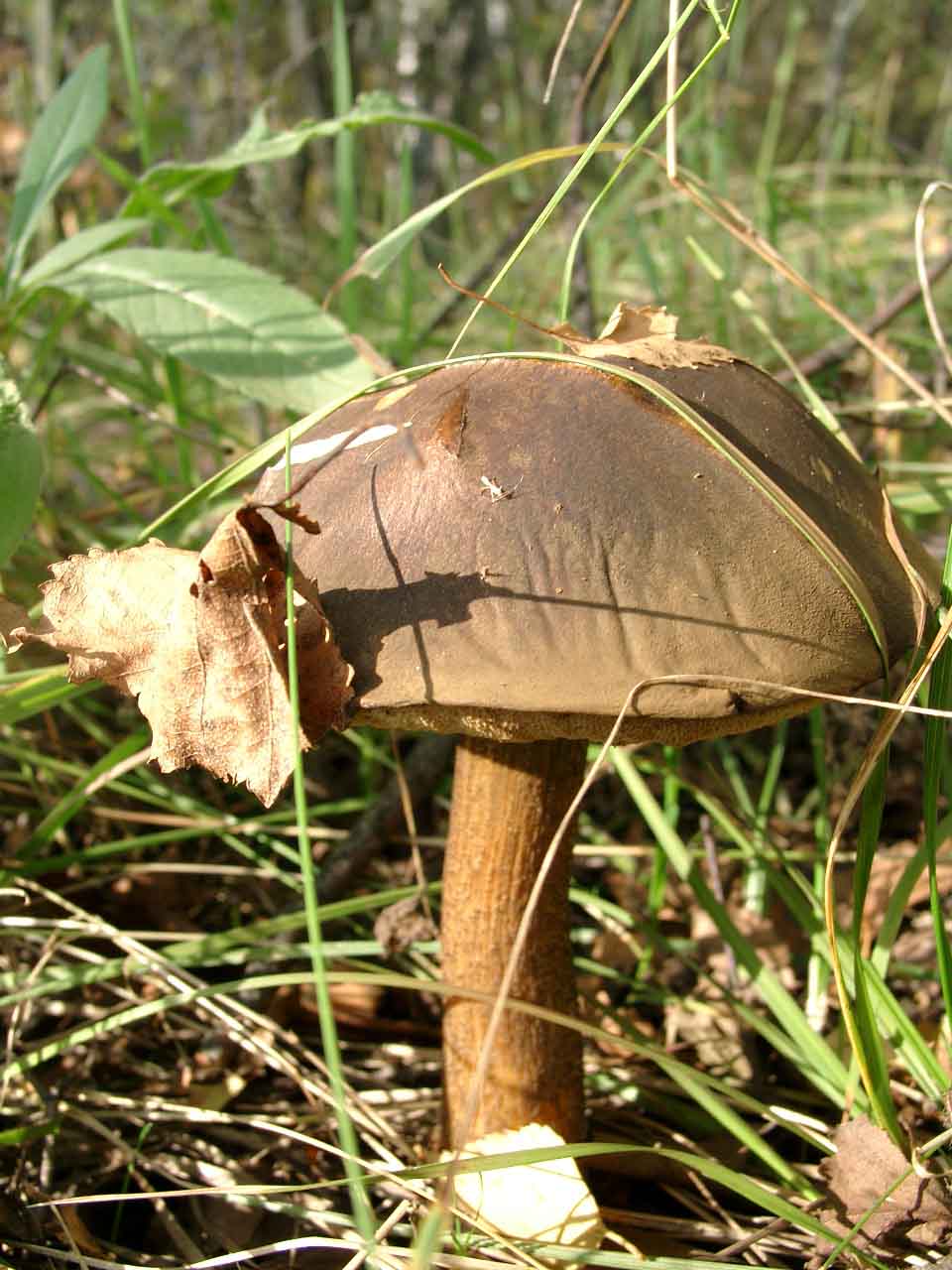 Грибок