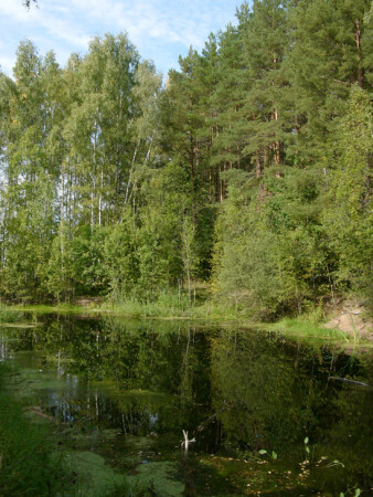 лесное болотце