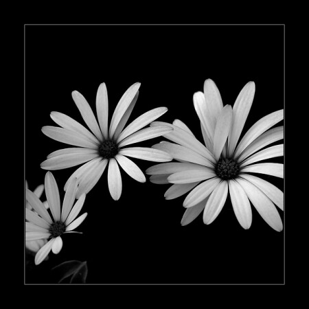FLOWER #3