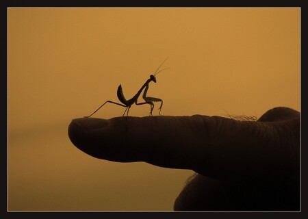 **Святой отец**