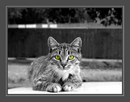 Из клана кошачьих...