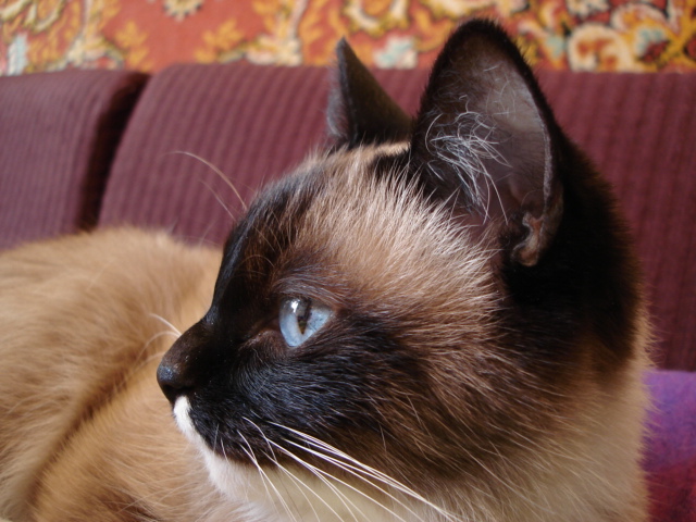 cat