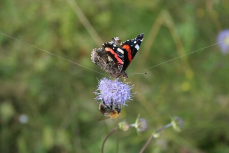 Канатоходцы