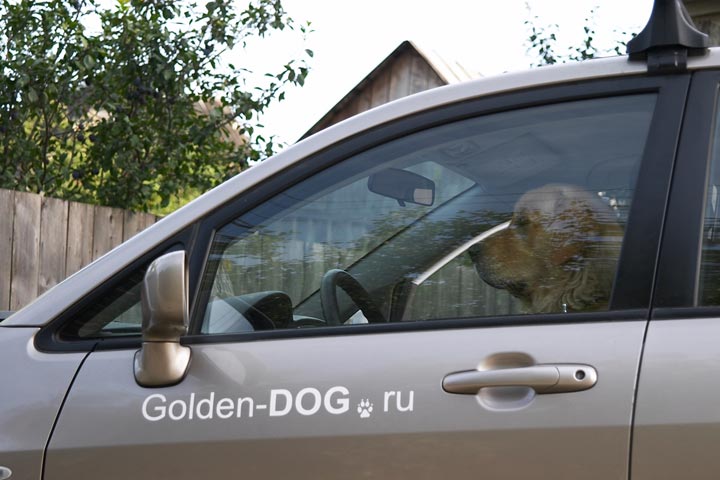 Ну что хозяин... садись пр-р-рокачу...