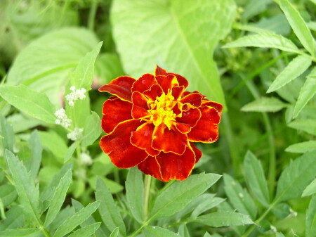 Цветочек... &amp;quot;аленький&amp;quot; :)