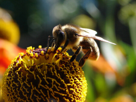 лекарь медоносный