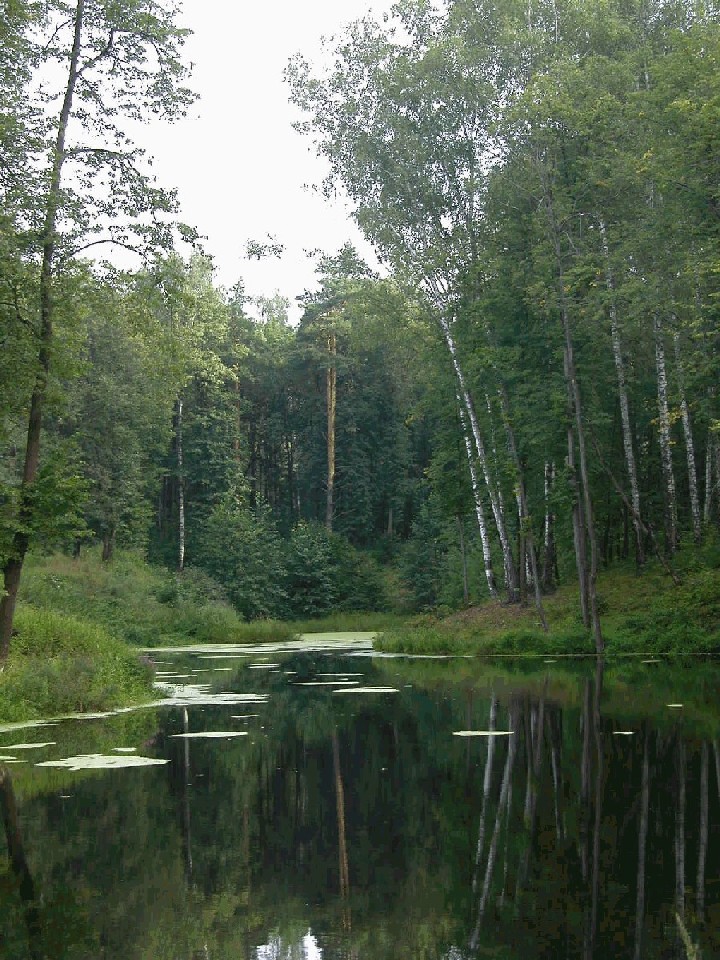 Тихо в лесу