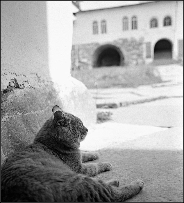 кошак соловецкий обыкновенный