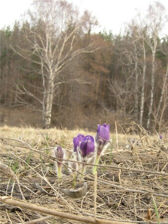 Пробуждение природы