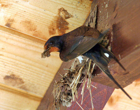 что нам стоит дом построить