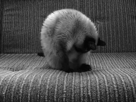 идеальная форма?