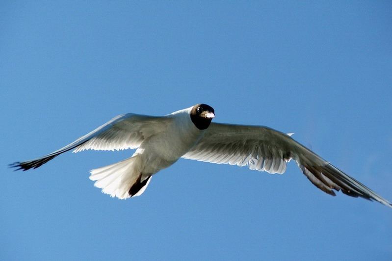 Freedom to flight