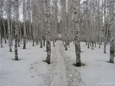 Весна в березовой роще