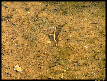 На дне водоёма