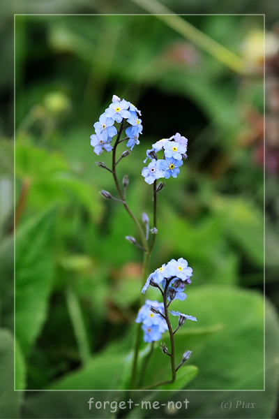 forget-me-not