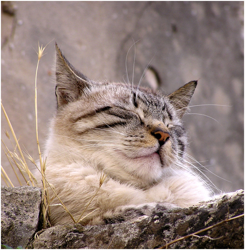 Король Кот