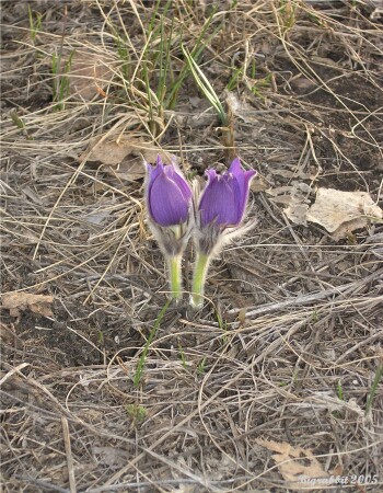 Опять весна