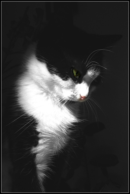 glashka