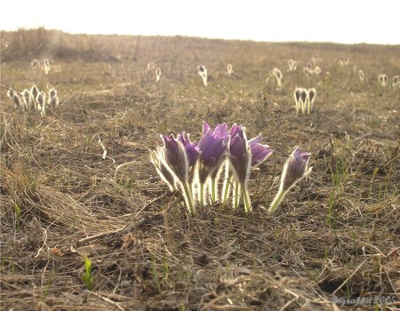 Первые цветы