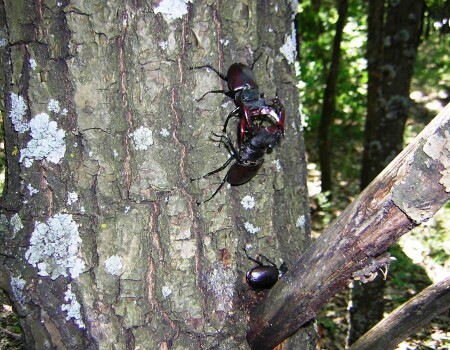 Битва за любовь