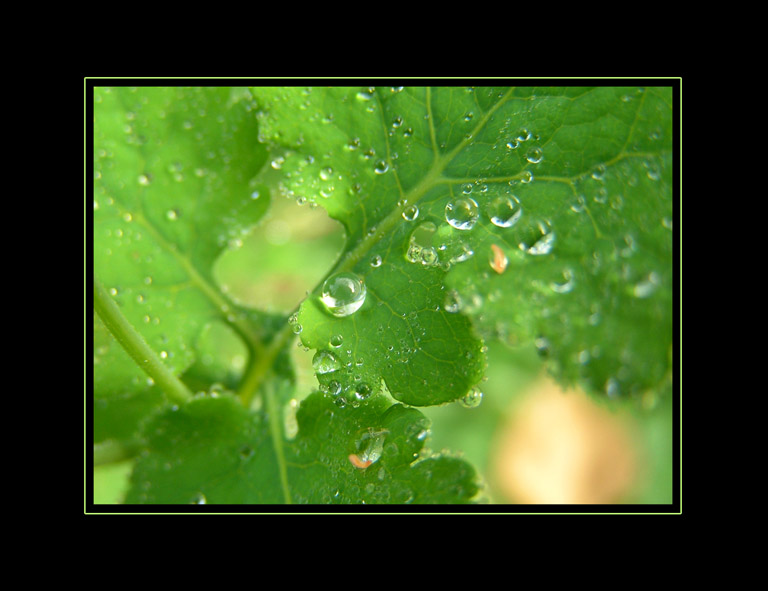 Green sheet