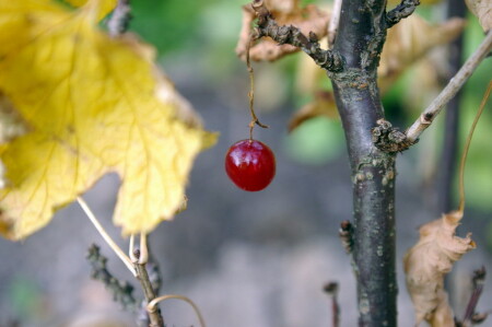 последний урожай