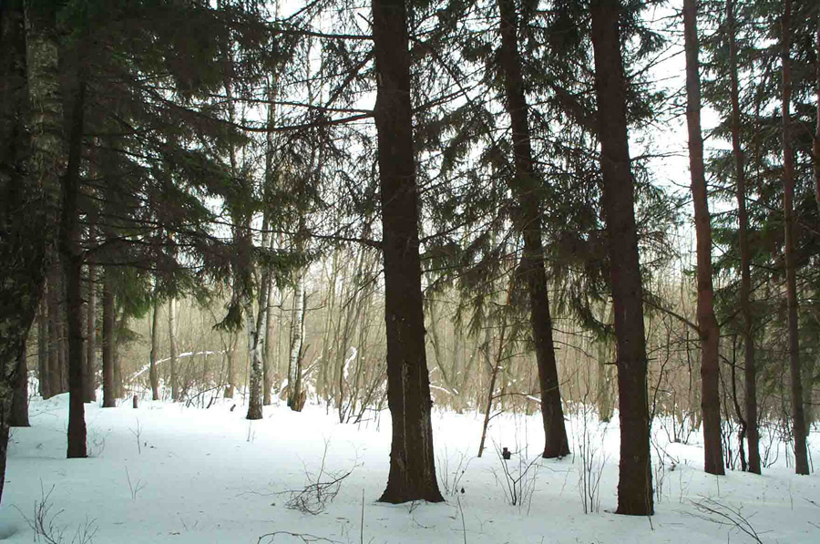 Лес (через тернии...)