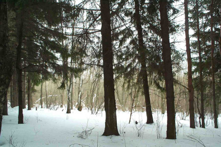 Лес (через тернии...)