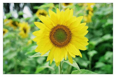 Маленькое солнце