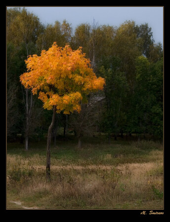 Вспышка осени.