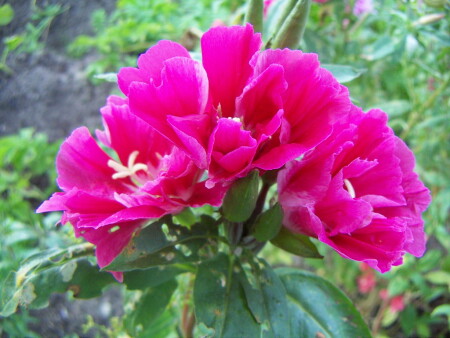 Цветок Любви