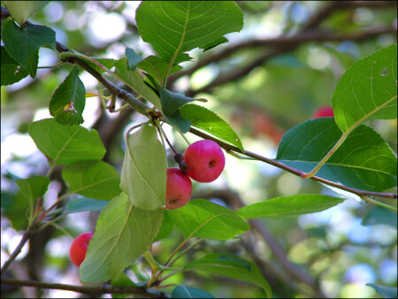 Кусочек лета