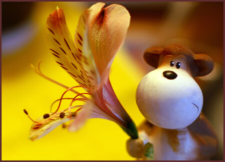 monkey_glamur