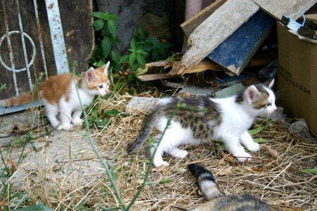 заинтересованные котята