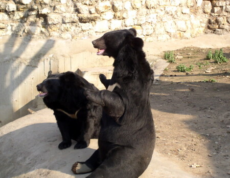 Два медведя.