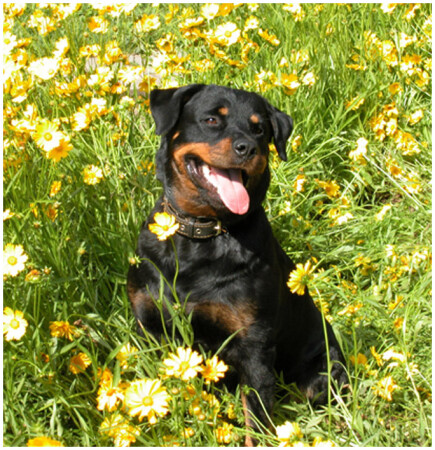 собака моей жены