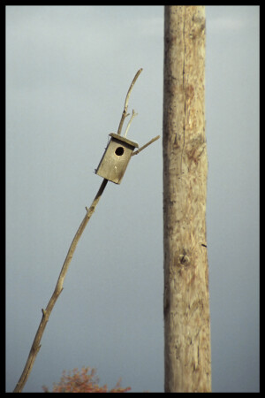 Скворешник