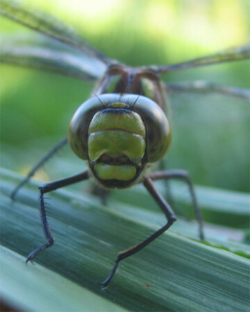стретокоптер на отдыхе