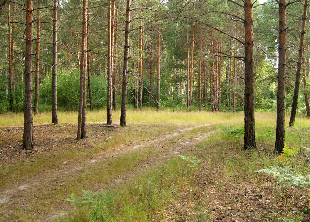 Лесная дорога