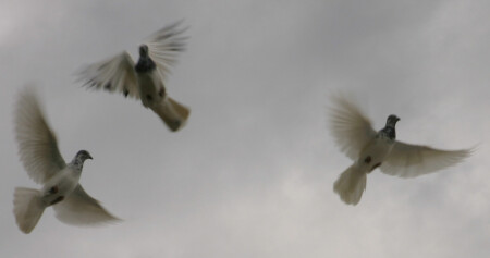 Свободный полет