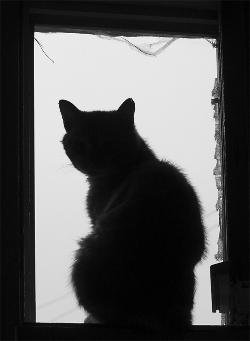 Кошка в окошке