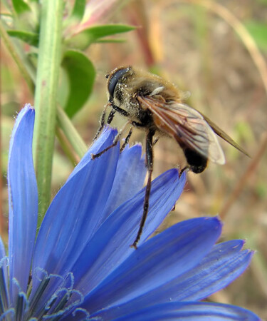 Голубая взлетная площадка...