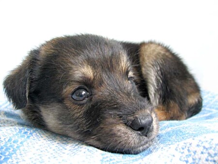 ищу маму и папу