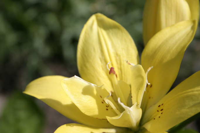 Flower #1