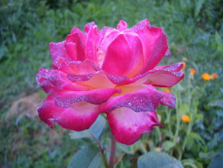 Нерукотворное чудо