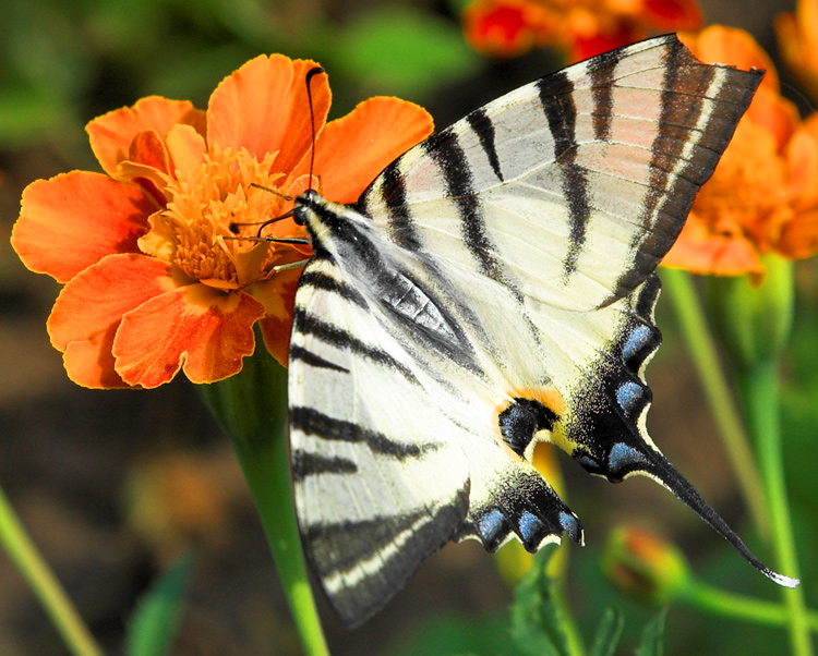 Papilio podalirius L